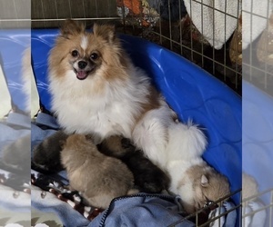 Mother of the Pomeranian puppies born on 11/15/2025