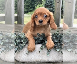 Cavalier King Charles Spaniel Puppy for sale in NILES, MI, USA
