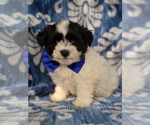 Bichon-A-Ranian Puppy for sale in LANCASTER, PA, USA