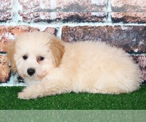 Poochon Puppy for sale in BEL AIR, MD, USA