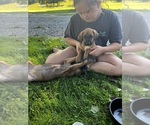 Small Photo #8 Mastiff-Saint Bernard Mix Puppy For Sale in KIMBOLTON, OH, USA