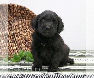 Goldendoodle (Miniature) Puppy for sale in STRASBURG, PA, USA
