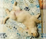 Small Photo #16 Golden Retriever Puppy For Sale in IDAHO SPRINGS, CO, USA