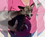 Small Photo #4 Chihuahua-Unknown Mix Puppy For Sale in Mesa, AZ, USA