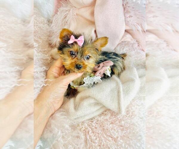Medium Photo #1 Yorkipoo Puppy For Sale in JACKSONVILLE, FL, USA