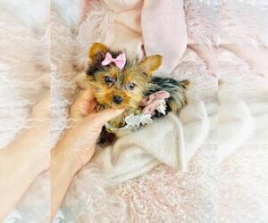 Yorkipoo Puppy for sale in JACKSONVILLE, FL, USA