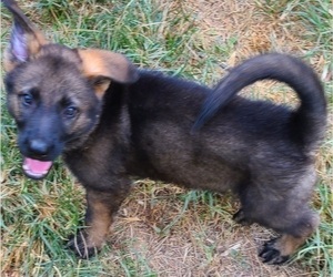 German Shepherd Dog Puppy for Sale in SUGAR LAND, Texas USA