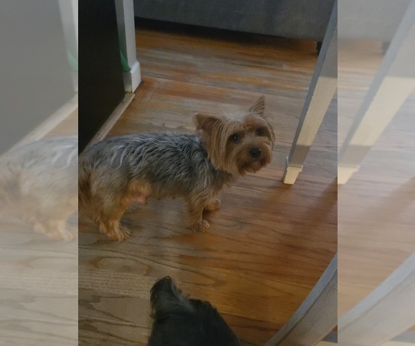Medium Photo #1 Yorkshire Terrier Puppy For Sale in FAYETTEVILLE, NC, USA