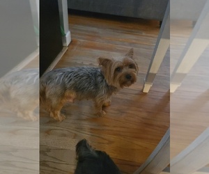Mother of the Yorkshire Terrier puppies born on 06/18/2026