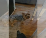 Small Photo #1 Yorkshire Terrier Puppy For Sale in FAYETTEVILLE, NC, USA