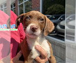 Small German Shorthaired Pointer-Mountain Cur Mix