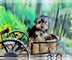 Small #4 Morkie