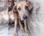 Small Catahoula Leopard Dog Mix