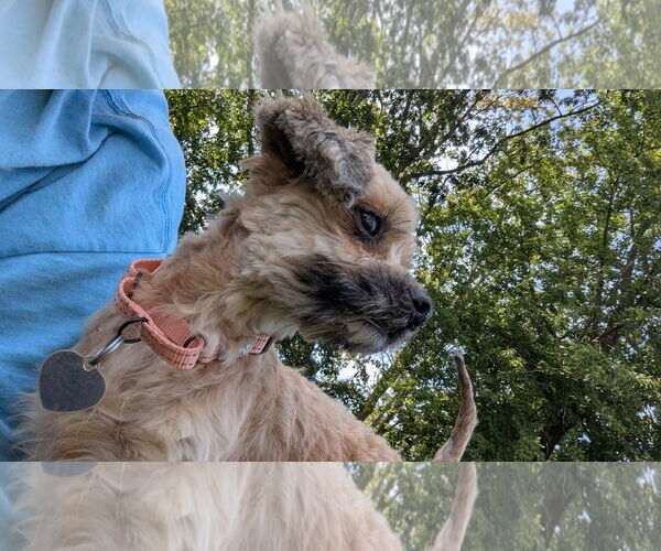 Medium Photo #9 Shiranian Puppy For Sale in Oakhurst, NJ, USA