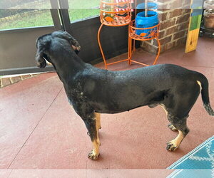 Beau - Male Mutt Dog for Adoption - Photo #2