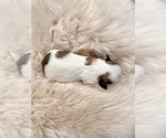 Puppy 2 Shih Tzu