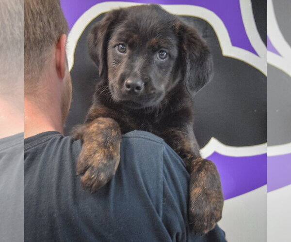 Medium Photo #4 Rottweiler-Unknown Mix Puppy For Sale in Huntley, IL, USA