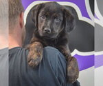 Small #3 Rottweiler Mix