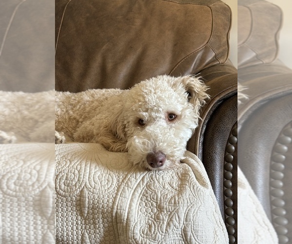 Medium Photo #1 Goldendoodle mix (+ Poodle Standard) Puppy For Sale in MAYNARDVILLE, TN, USA