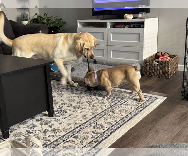 Medium Photo #4 French Bulldog-Unknown Mix Puppy For Sale in Farmington, MN, USA