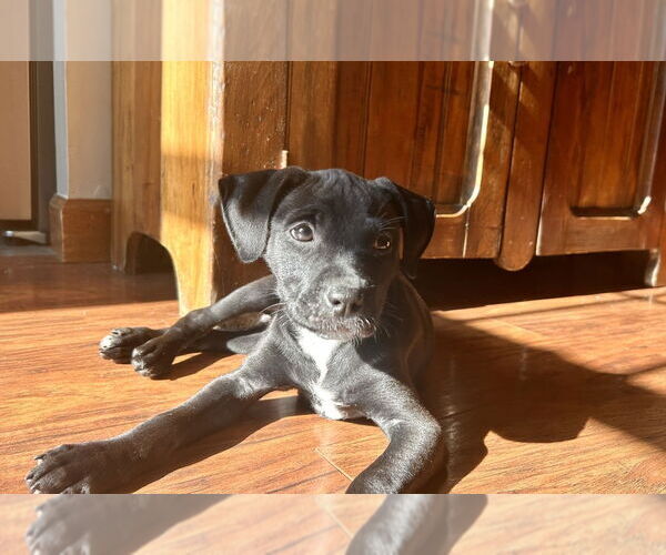 Medium Photo #2 Labrador Retriever-Unknown Mix Puppy For Sale in Mooresville, NC, USA