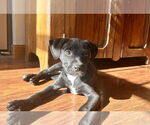 Small #1 Labrador Retriever Mix