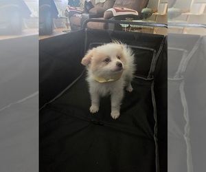 Medium Pomeranian