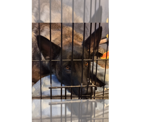 Medium Photo #8 Mutt Puppy For Sale in Imlay City, MI, USA