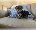 Puppy 4 Yorkshire Terrier