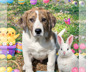 Borador Dogs for adoption in Yardley, PA, USA