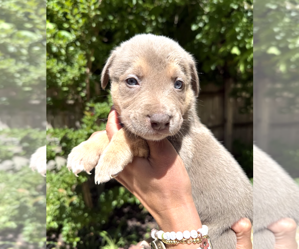 Medium Photo #2 Mutt Puppy For Sale in Rockville, MD, USA