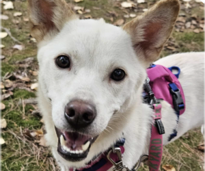 Mutt Dogs for adoption in San Ramon, CA, USA