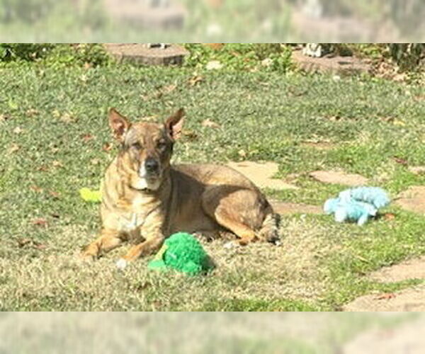 Medium Photo #1 Labrador Retriever-Unknown Mix Puppy For Sale in  Katy, TX, USA