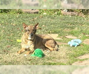 Labrador Retriever-Unknown Mix Dogs for adoption in  Katy, TX, USA
