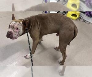 Chinese Shar-Pei Dogs for adoption in Santa Maria, CA, USA