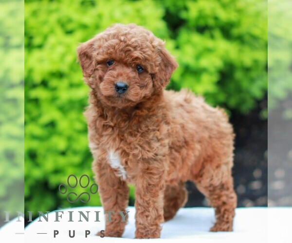 Medium Photo #4 Goldendoodle (Miniature) Puppy For Sale in LITITZ, PA, USA