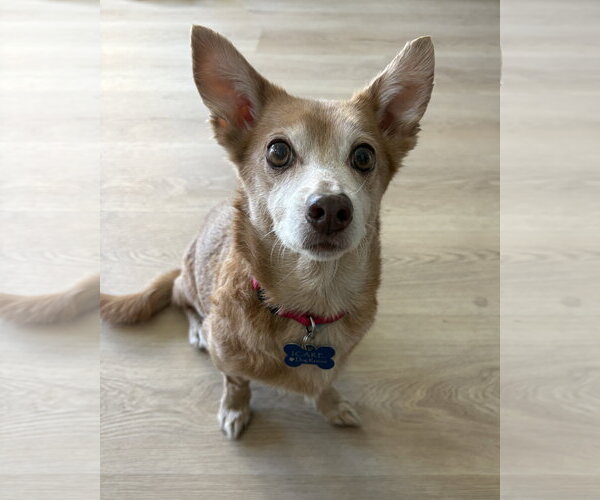 Medium Photo #2 Chihuahua-Unknown Mix Puppy For Sale in Corona, CA, USA