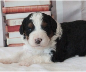 Bernedoodle Puppy for Sale in HUNTINGTON, Massachusetts USA