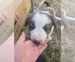 Small Photo #7 Border Collie Puppy For Sale in LEBANON, MO, USA
