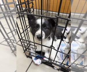 Border Collie Puppy for sale in WAKEFIELD, VA, USA