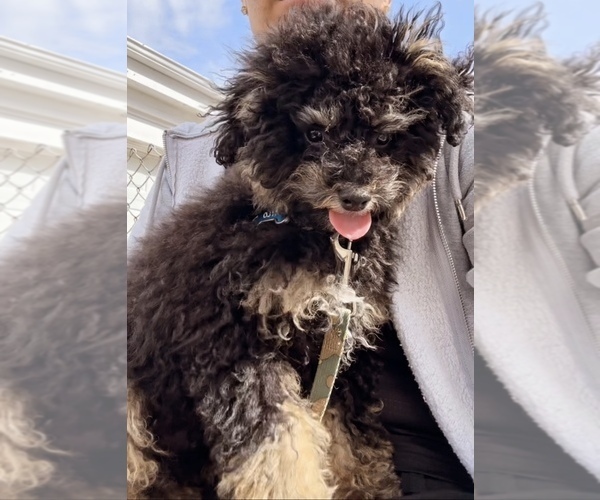Medium Photo #1 Poodle (Miniature) Puppy For Sale in STATEN ISLAND, NY, USA