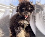 Small Poodle (Miniature)
