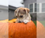 Small #1 Siberian Husky Mix