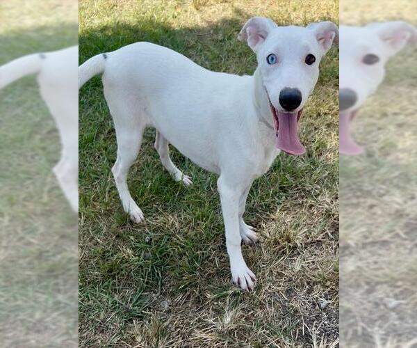 Medium Photo #2 Bull Terrier-Unknown Mix Puppy For Sale in Conroe, TX, USA