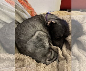 Bobby: Miracle Boy! - Male Mutt Dog for Adoption - Photo #14