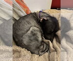 Small Photo #14 Mutt Puppy For Sale in Rootstown, OH, USA