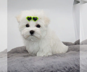 Maltese Puppy for sale in LOS ANGELES, CA, USA