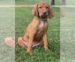 Puppy Puppy Green Vizsla