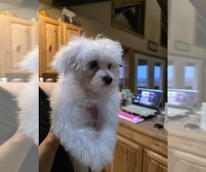 Medium Maltese