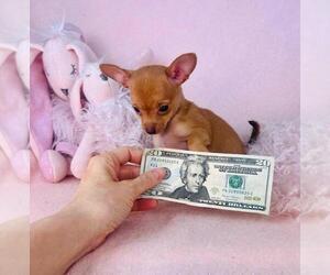 Chihuahua Puppy for Sale in MIAMI, Florida USA